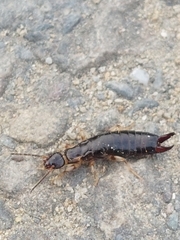 Euborellia annulipes