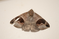 Bastilla solomonensis