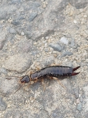 Euborellia annulipes