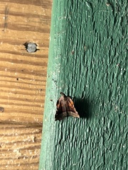 Clydonopteron sacculana