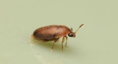 Sericoderus