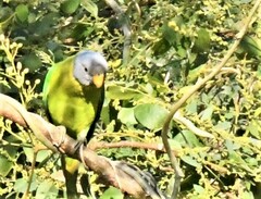 Psittacula cyanocephala