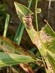 Eristalinus