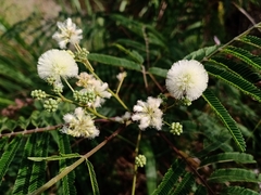 Acaciella