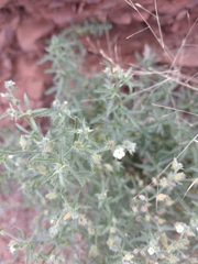 Johnstonella racemosa