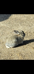 Lepus californicus