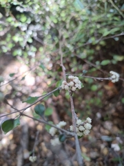 Helichrysum lanceolatum