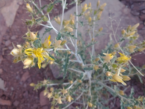 Image of Mentzelia longiloba by no rights reserved