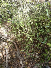 Helichrysum lanceolatum