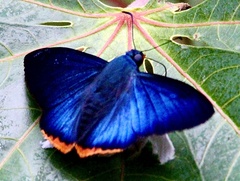 Apyrrothrix hygieia