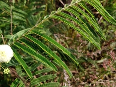 Acaciella