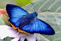 Apyrrothrix hygieia