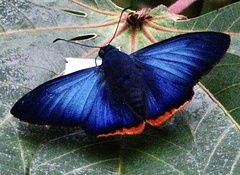 Apyrrothrix hygieia