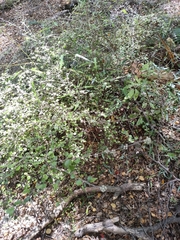 Helichrysum lanceolatum