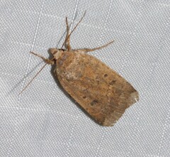 Abagrotis benjamini