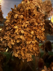 Hydrangea