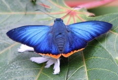 Apyrrothrix hygieia