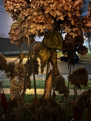 Hydrangea