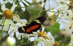 Heliconius hortense