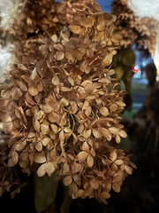 Hydrangea