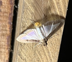 Diaphania hyalinata