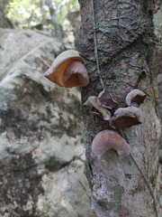 Auricularia cornea