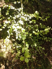 Streblus heterophyllus