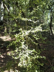 Streblus heterophyllus