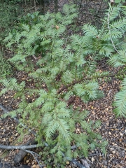 Prumnopitys ferruginea