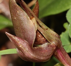 Chiloglottis valida