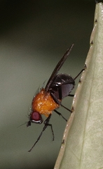 Sapromyza sciomyzina