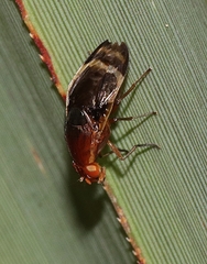 Depressa striatipennis
