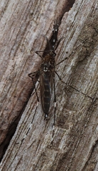 Aedes alboannulatus