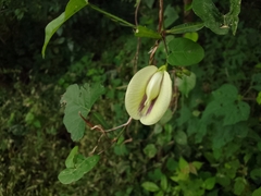 Centrosema sagittatum