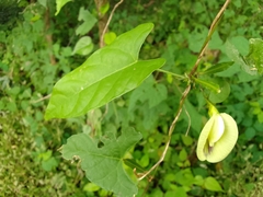 Centrosema sagittatum
