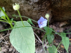 Jacquemontia evolvuloides