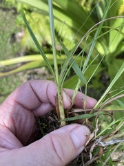 Cyperus sphacelatus