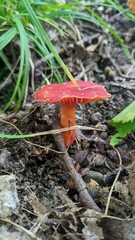 Hygrocybe miniata