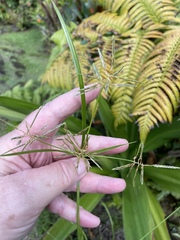 Cyperus sphacelatus