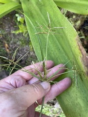 Cyperus sphacelatus