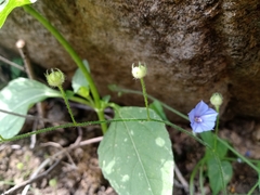 Jacquemontia evolvuloides