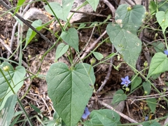 Jacquemontia evolvuloides