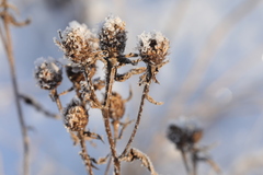 Centaurea × livonica