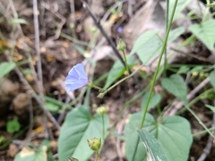 Jacquemontia evolvuloides