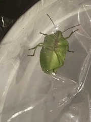 Chlorochroa uhleri