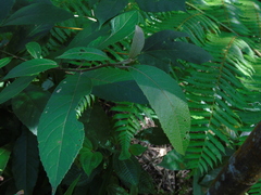 Strobocalyx arborea