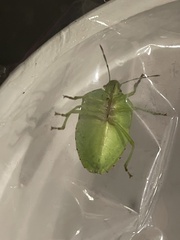 Chlorochroa uhleri