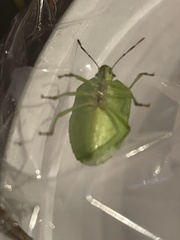 Chlorochroa uhleri
