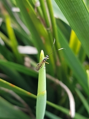 Xanthocryptus novozealandicus