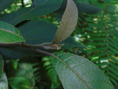 Strobocalyx arborea